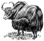 This is a drawing of a yak